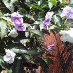 Brunfelsia paucifloraBlüte