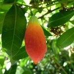 Coccinia grandis Fruit