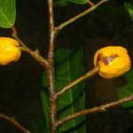 Clarisia biflora 果