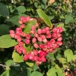 Viburnum lantana Φρούτο