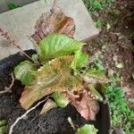 Acalypha wilkesiana Leaf