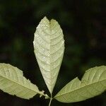 Vitex triflora Leaf