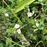 Euphrasia officinalis Hábitos