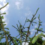 Picea abies পাতা
