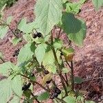 Solanum nigrum Habitus