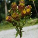 Pentanema squarrosum Flower