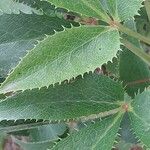 Helleborus lividus Leaf