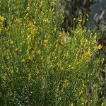 Genista florida Habit