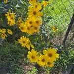 Helianthus × laetiflorus Pers.Fiore