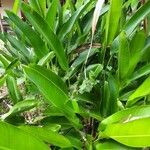 Heliconia rostrata Yaprak