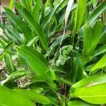 Heliconia rostrata Leaf