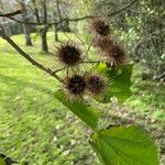 Entelea arborescens ᱥᱟᱠᱟᱢ