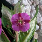 Epilobium conspersum Агульны выгляд