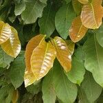 Coccoloba acuminata Leaf