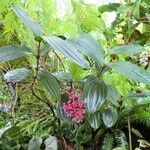 Medinilla speciosa 整株植物