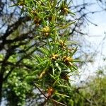 Juniperus communis Blad