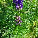 Aconitum tauricum Лист