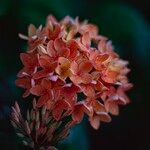 Ixora chinensis Blüte