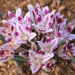 Allium bigelovii Blomst