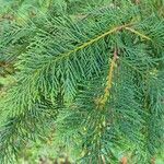 × Hesperotropsis leylandii Leaf