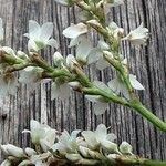 Fagopyrum esculentum Flower