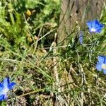 Linum alpinum 花