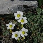 Saxifraga diapensioides Çiçek