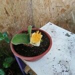 Haemanthus deformis Květ