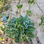 Limonium lobatum Natur