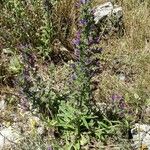 Echium vulgare Habit