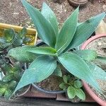 Agave attenuata পাতা