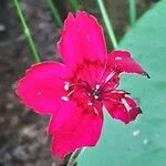 Dianthus deltoides Квітка