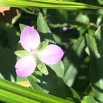 Murdannia keisak Flower