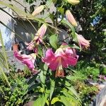 Lilium regale Çiçek