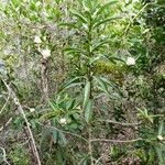 Tapeinosperma golonense 整株植物