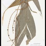 Geonoma leptospadix Fruto