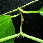 Ceropegia macrantha Pokrój