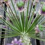 Allium nigrum ഫലം