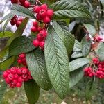 Cotoneaster frigidus Blad