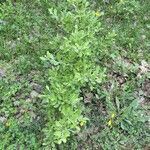 Pyrus elaeagrifolia 葉