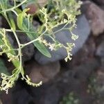 Ceballosia fruticosa Fula