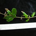 Berberis hookeri Habit