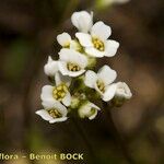 Draba siliquosa Kvet