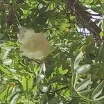 Ceiba speciosaFlower