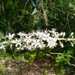 Lysimachia ephemerum फूल
