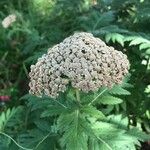 Tanacetum macrophyllum Кветка