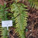 Polystichum makinoi Other