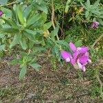 Polygala myrtifolia Blomma