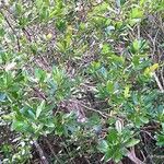 Erythroxylum novocaledonicum Habit
