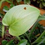 Calla palustrisFolha